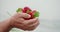 Close up of hands of mature person holding ripe strawberries