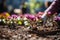 Close-up of hands meticulously planting flowers - stock photography concepts