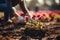 Close-up of hands meticulously planting flowers - stock photography concepts