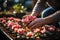 Close-up of hands meticulously planting flowers - stock photography concepts