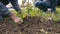 Close up Hands of people close up planting a tree. Planting trees.