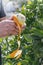 Close-up hands of person peeling with knife a fresh juicy fruit from orange tree in garden. The concept of healthy eating organic