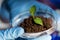 Close up of hands with plant and soil in lab