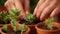 Close-up of Hands Planting Succulent in Terracotta Pots. Gardening Hobby, Greenery Indoors. Caring for Houseplants