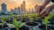 Close-up of hands planting young green seedlings in urban garden beds with a cityscape sunrise in the background.