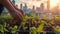 Close-up of hands planting young green seedlings in urban garden beds with a cityscape sunrise in the background.