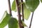 Close-up hands in protective gloves prune rose bush with large thorns