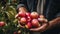 Close up of hands showing fresh apples during autumn from a apple tree. Farmer picking apples with his bare hands