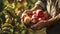 Close up of hands showing fresh apples during autumn from a apple tree. Farmer picking apples with his bare hands.