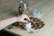 Close-up of hands of small child manipulate with metal coins, kid counts, puts euro union money in white piggy bank, concept of