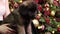 Close-up of hands stroking and scratching a Leonberger puppy sitting on a girl\\\'s lap