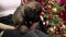 Close-up of hands stroking and scratching a Leonberger puppy sitting on a girl\\\'s lap