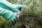 Close Up of Hands Trimming Grass with Clippers