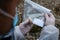 Close up on hands of unknown man forensic police investigator collecting evidence in the plastic bag at the crime scene