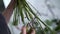 Close-up of hands of unrecognizable woman florist cutting stem of flowers.