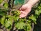 Close up of the hands of a vintner or grape farmer inspecting the grape harvest. Men`s hands and vine