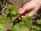 Close up of the hands of a vintner or grape farmer inspecting the grape harvest. Men`s hands and vine.