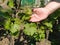 Close up of the hands of a vintner or grape farmer inspecting the grape harvest. Men`s hands and vine. Young shoots of grapes