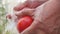 Close-up hands washing a picked tomato