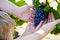 Close-up of hands of winemaker, wine grower or grape picker and child with ripe blue grapes on grapevin. Man harvesting