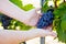 Close-up of hands of winemaker, wine grower or grape picker with ripe blue grapes on grapevin. Man harvesting. Mosel and