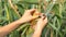Close-up hands of women farmer inspecting sweetcorn for pests at field of organic farm. Man clering corn cob and