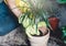 Close up hands in yellow gloves repotting plants. Green plants with big leaves in the pots after repotting on the table.