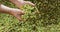 Close up hands of a young farmer who checks the drying of the hops and