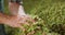 Close up hands of a young farmer who checks the drying of the hops and