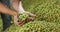 Close up hands of a young farmer who checks the drying of the hops and