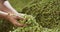 Close up hands of a young farmer who checks the drying of the hops and
