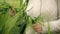 Close-up the hands of young girl braiding a wreath