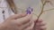 Close-up hands of a young woman holding the wild flower. The girl touching the violet flower. Connection with nature