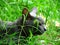 Close up of the Handsome Thai Gray Black Cat in the local village.