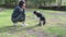 Close-up of Handsome Young Woman of Caucasian Ethnicity Training Obedience with Border Collie on the Field. Black and White Dog Gi