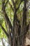 Close up of the hanging aerial roots of Ficus benghalensis, commonly known as the banyan, banyan fig and Indian banyan