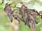 Close up hanging black foliage on leaf detail plants