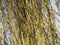 A close up of the hanging branches of a weeping willow