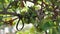 Close-up of a hanging bunch of white grapes on a green vineyard.