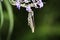 Close-up of hanging butterfly in flowers