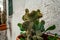 Close-up of an Hanging Cactus in Planter on White Stone Wall