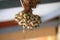 Close up hanging garlic on drying