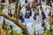 close-up hanging Mariana fruit bat (Pteropus mariannus