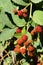 Close-up of the hanging red berries of the Caucasian blackberry