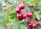 Close up of hanging red hawthorn berries Crataegus