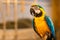 Close-up on happy Ara parrot on perch with blurred background