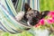 Close up of happy dog lying in striped hammock.