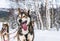 Close up of Happy and eager Alaskan husky sled dog with its tongue out