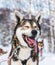 Close up of Happy and eager Alaskan husky sled dog with its tongue out