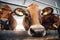 Close up of happy face of red hairy jersey cow looking camera